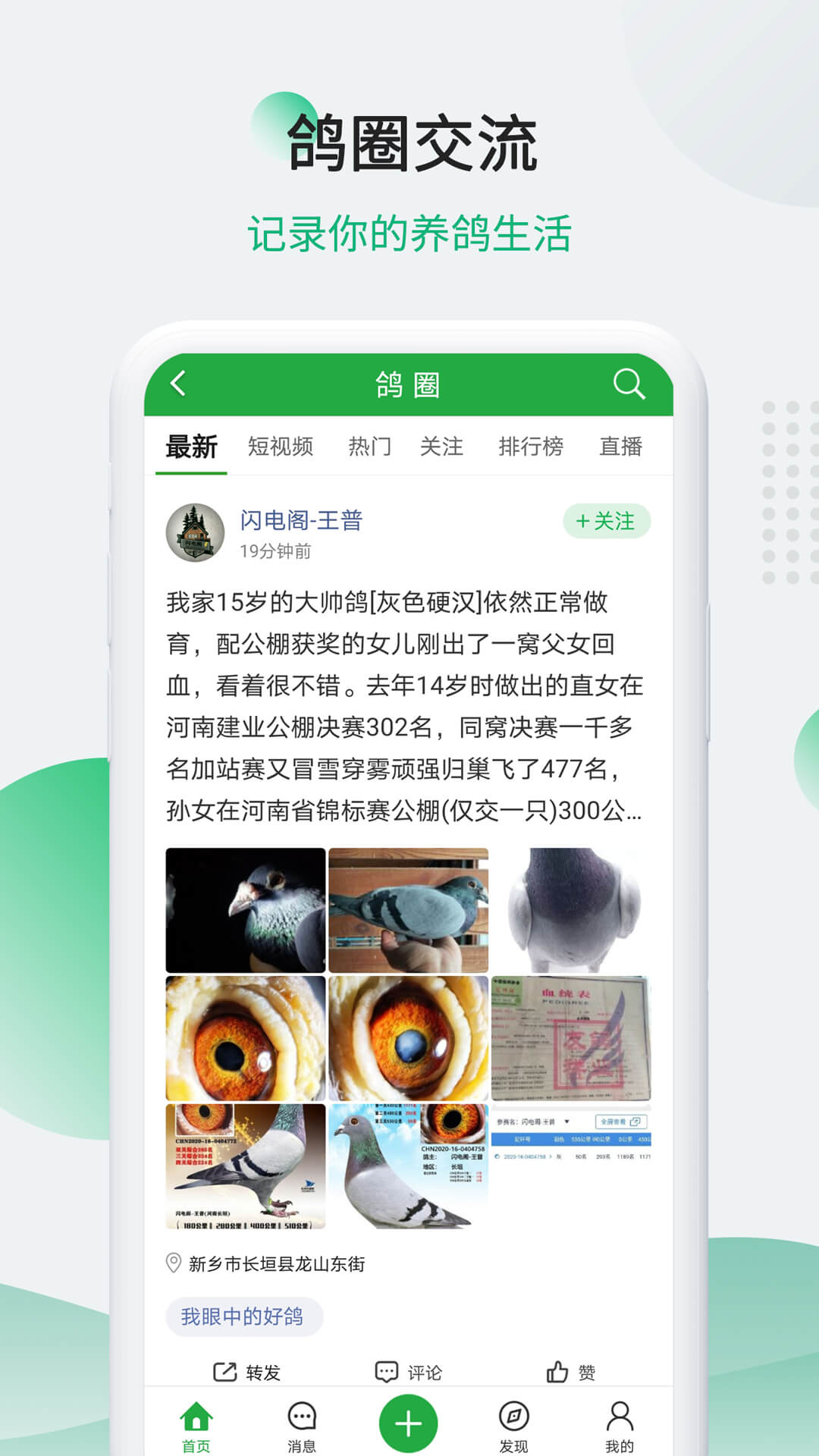 中国信鸽信息网软件封面