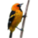 Birdster v1.0.1 PC版