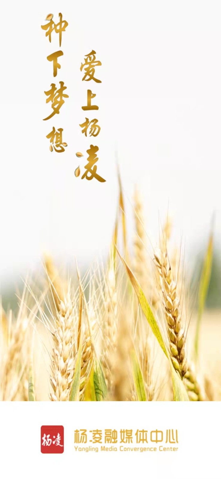 爱杨凌软件封面