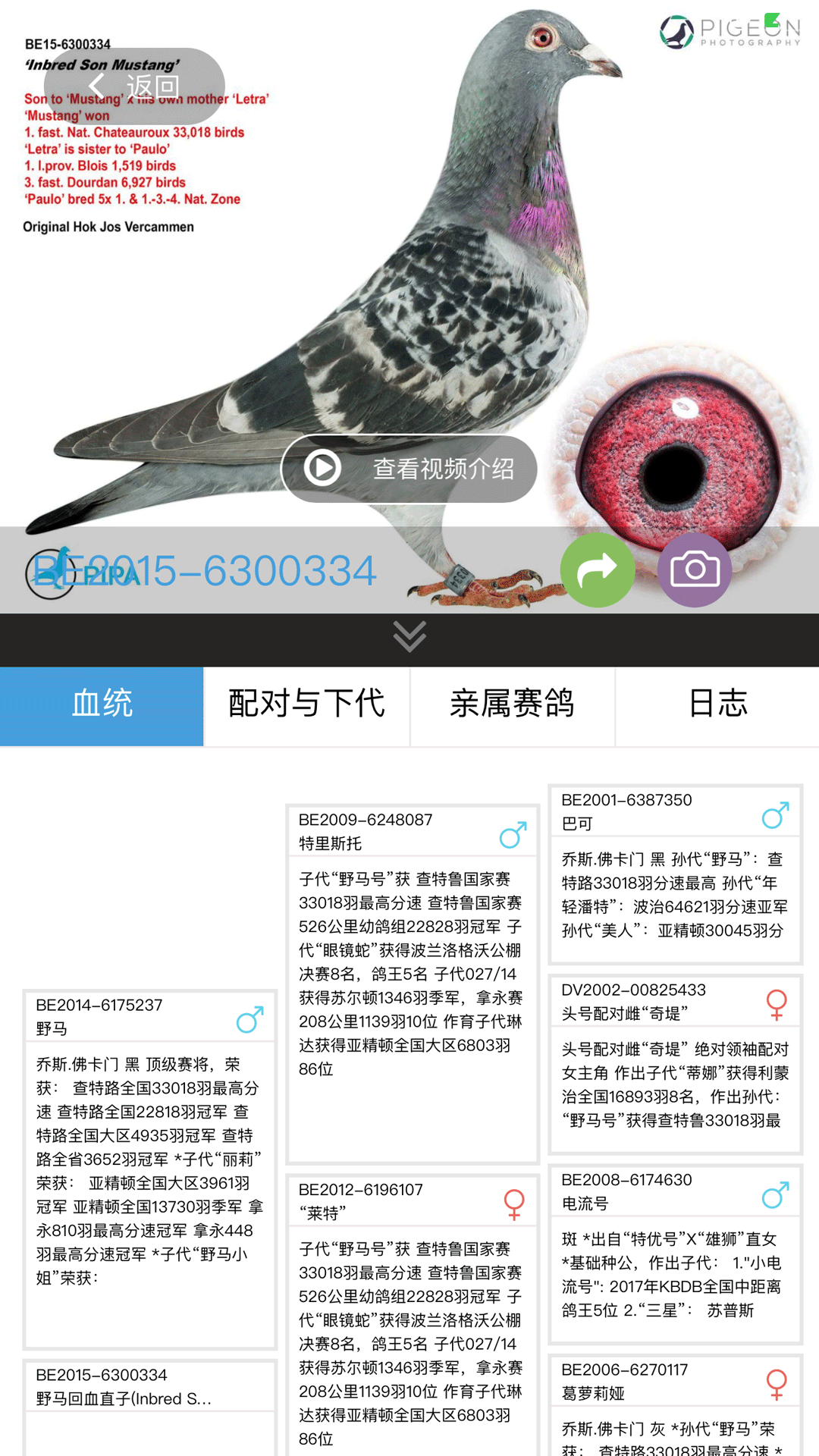 赛鸽云软件封面