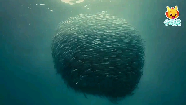 小伴龙海洋世界app软件封面