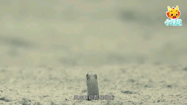 小伴龙海洋世界app软件封面