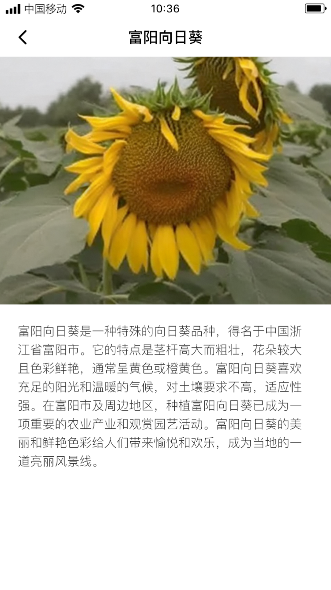 络葵花软件封面