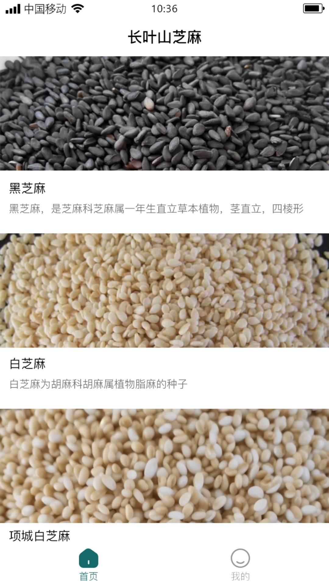 长叶山芝麻软件封面