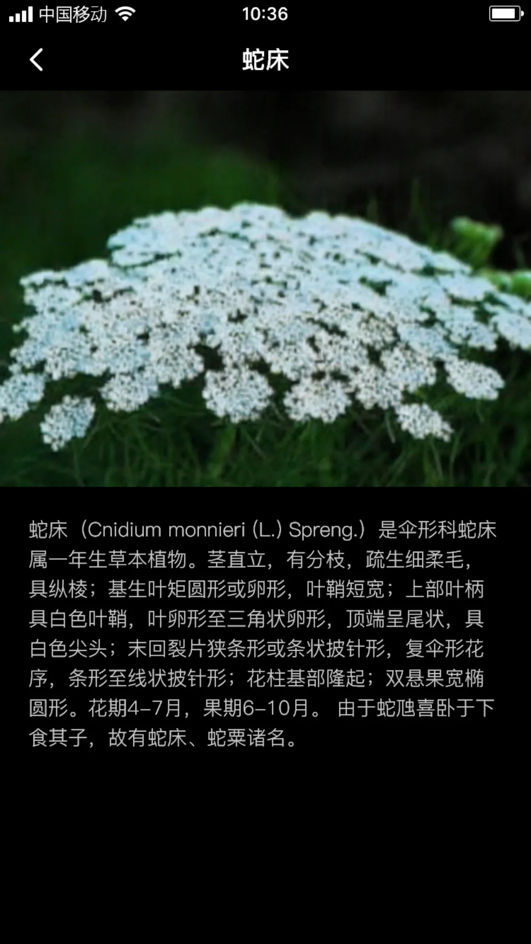 海蛇床籽软件封面