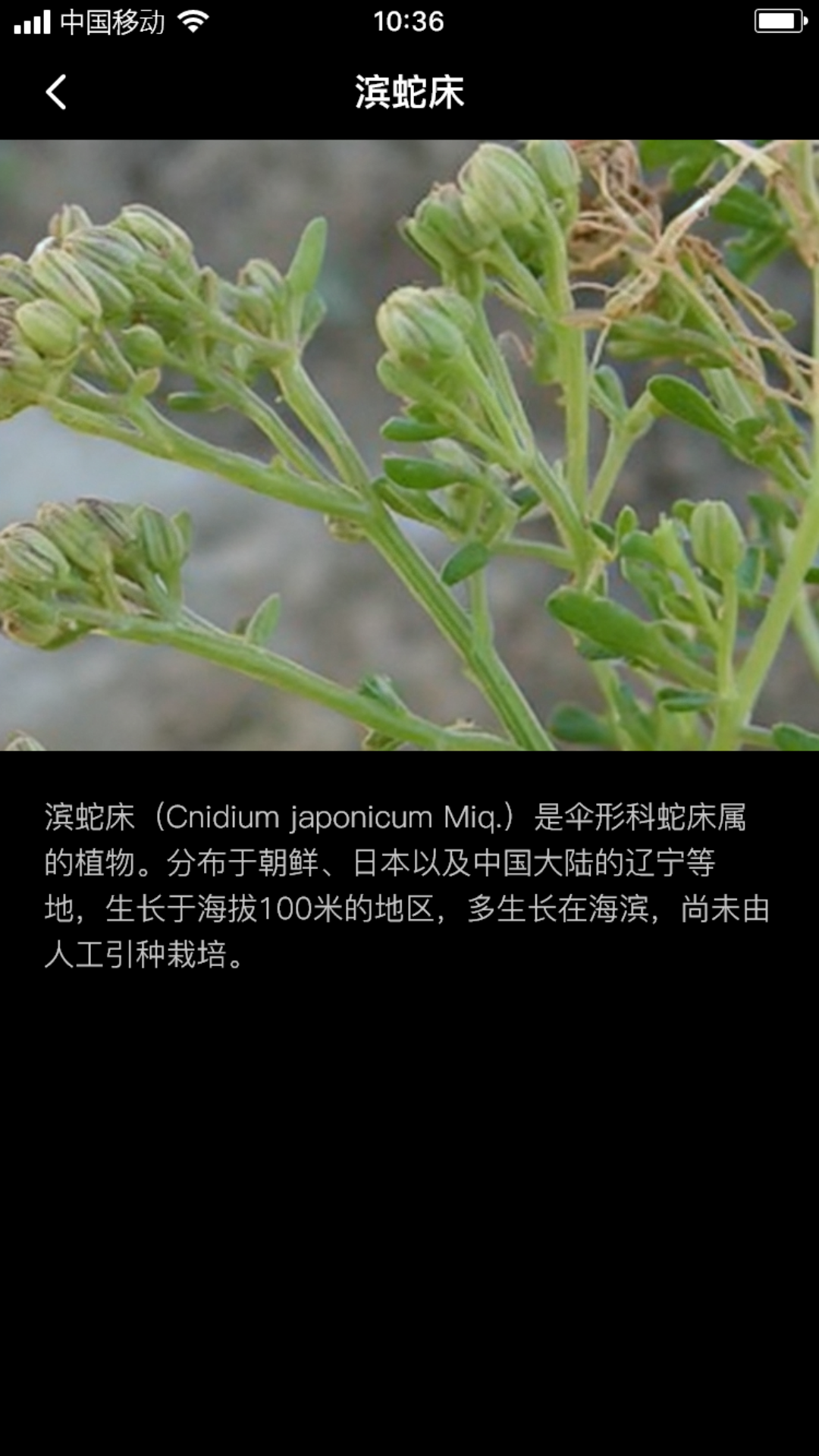 海蛇床籽软件封面