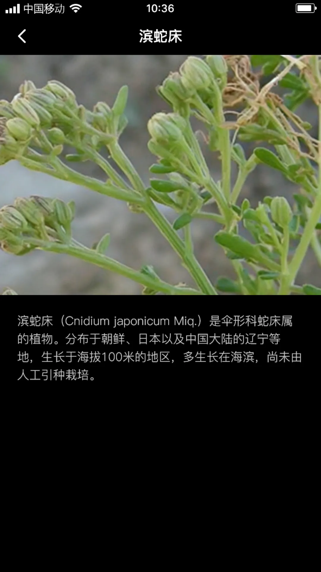 海蛇床籽软件封面