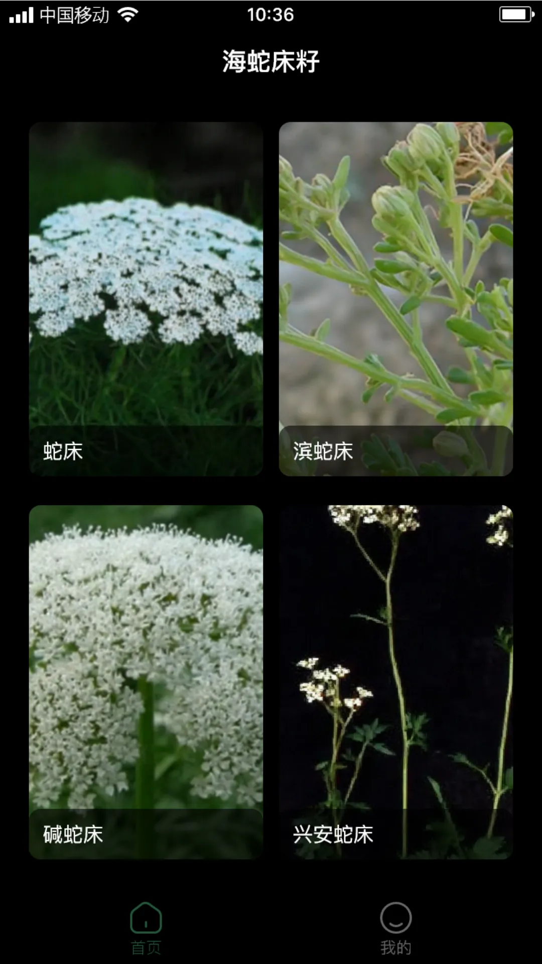 海蛇床籽软件封面