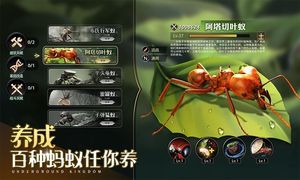 小小蚁国-送648元金甲蚁软件封面