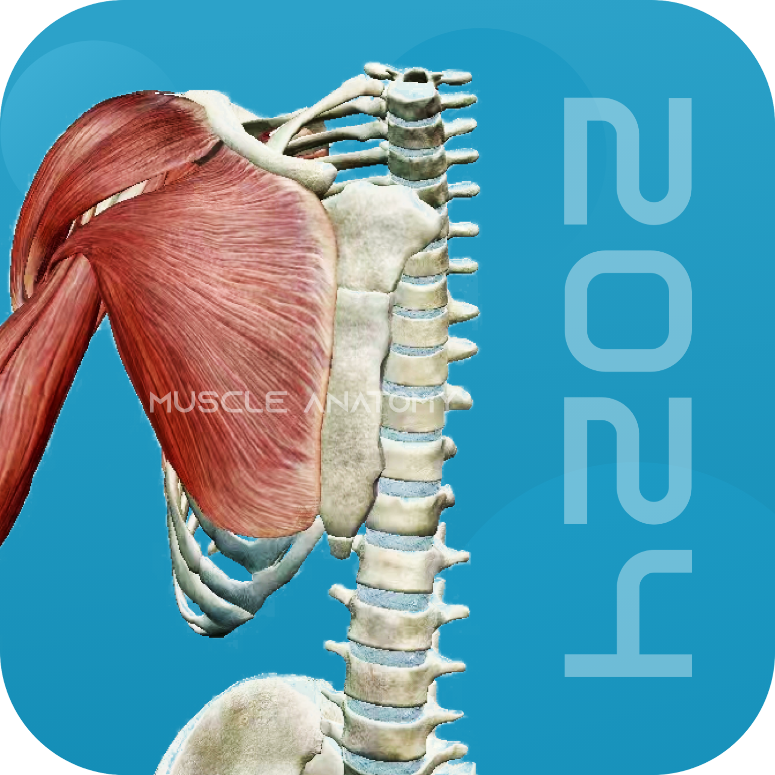 3D肌肉解剖 v1.0.1 安卓应用