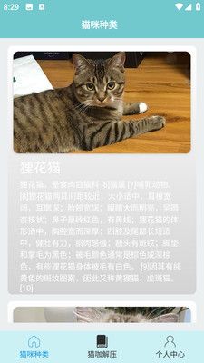 猫咪解压馆软件封面