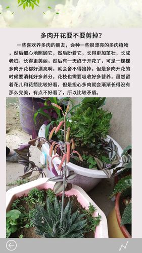 多肉花草日记软件封面