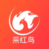 采红鸟