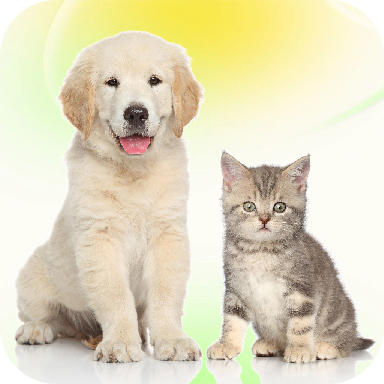免费猫狗动物翻译器