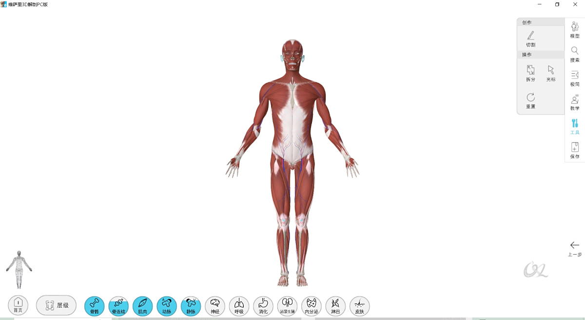 维萨里3D解剖